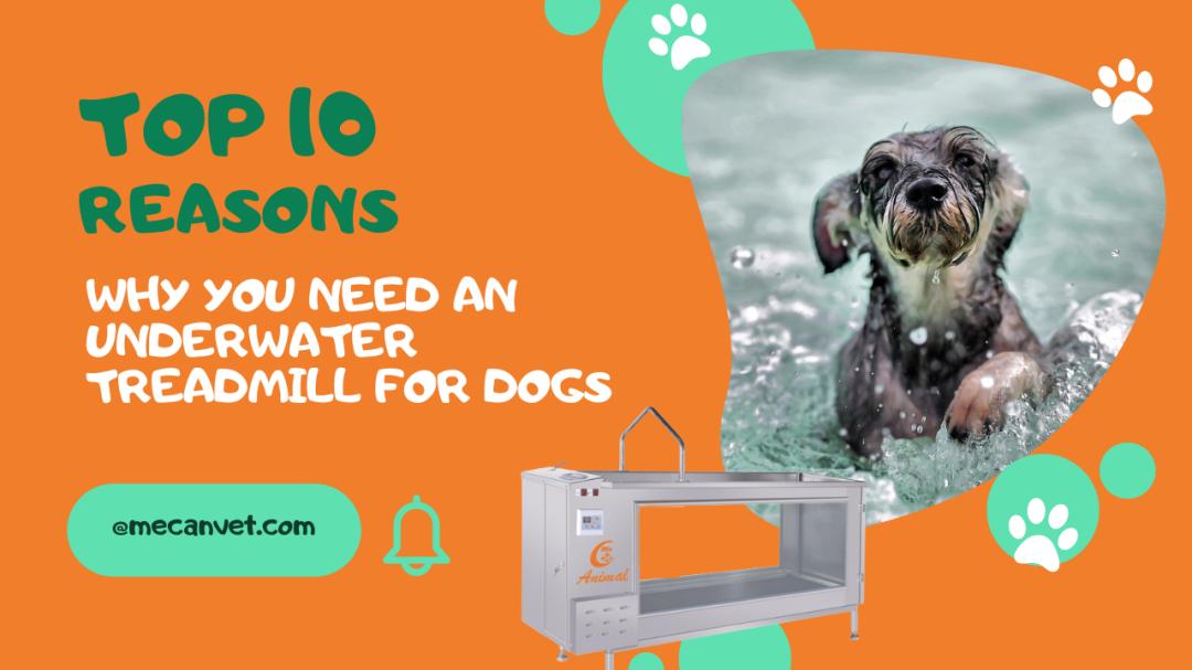 10 Benefits of Underwater Treadmills for Dogs MeCanAnimal